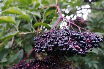 Holder-Blatt