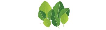 Baeume-Buchenaehnliche-Blaetter-quer-webbearb