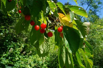 Wildkirsche4-Blatt