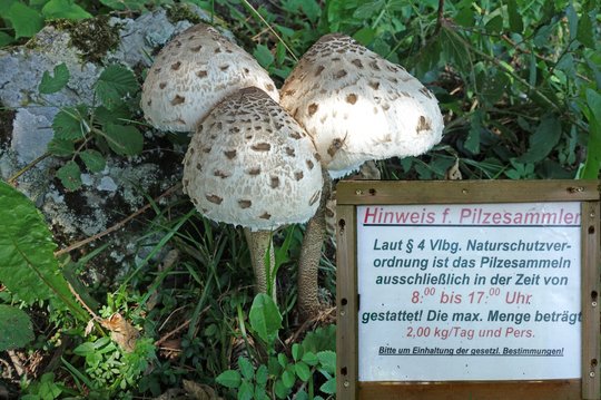 09. Nahrungsquelle Wald