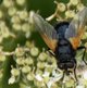 Rinderfliege image-89621