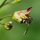 Kleine Lehmwespe image-89607