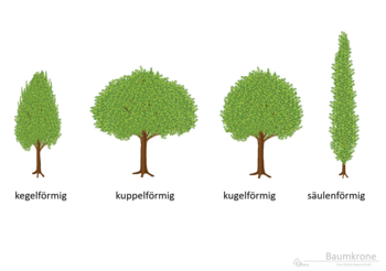 10a_Kronenformen_01