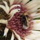Wald-Kuckuckshummel (Silberdistel) image-89563