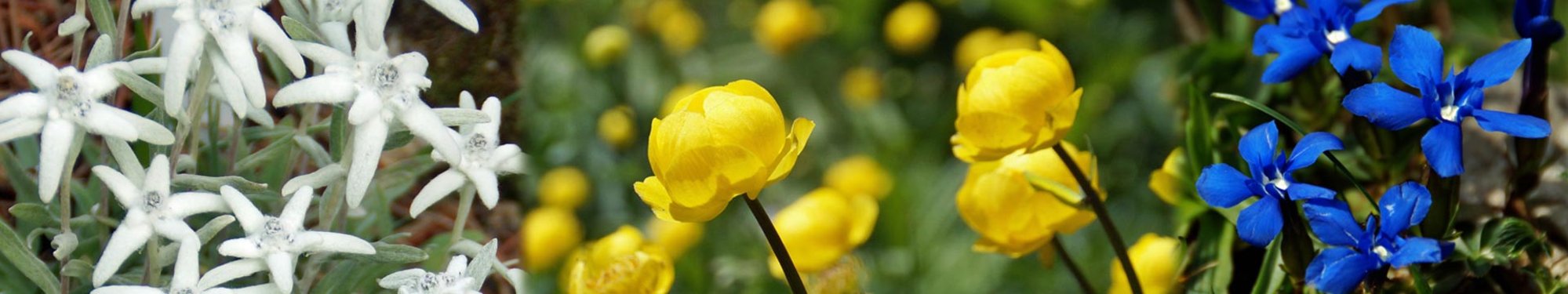 86e14-Blume-Trollblume-und_Co_Au-Laterns-wg-2017--37--1920x360