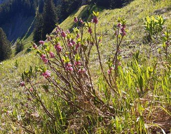 Blumen-Seidelbast-am-2020-_2_-webbearb