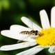 Gemeine Stiftschwebbfliege image-89615