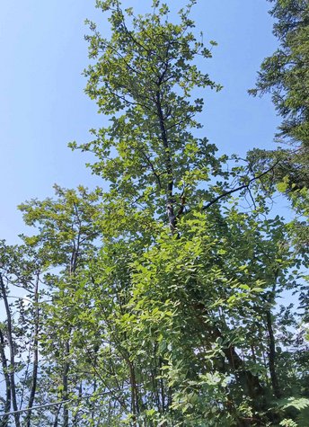 Mehlbeere-Baum