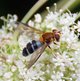 Blaue Breitbandschwebfliege image-89630