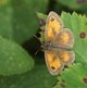 Kleines Wiesenvögelchen image-89722