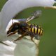 Garten-Wollbiene image-89581