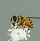 Totenkopfschwebfliege image-89634