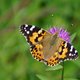 Distelfalter image-89706