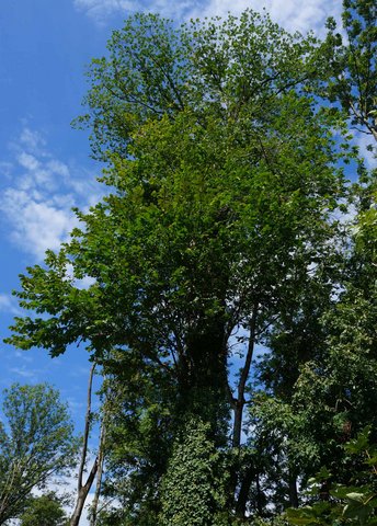 Ulme-a-Baum