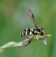 prächtige Gelbrandschwebfliege image-89633
