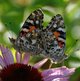 Distelfalter image-89707