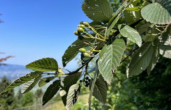Mehlbeere-Blatt