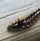 Raupe der Ampfer-Rindereule image-89758