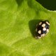 Marienkäfer schwarz-gelb image-89679