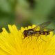 Späte Fruehlingsschwebfliege image-89631