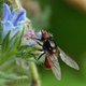 Schnauzenschwebfliege image-89620