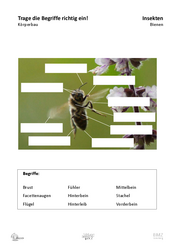 ABL_Insekten_Bienen_Koerperbau