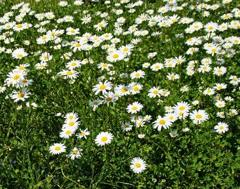 Blume-Margerite-wg-2017-webbearb