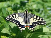 Schmetterling image-89884