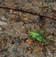 Punktierte Zartschecke image-89780