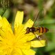 Hainschwebfliege image-89648