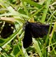 Schwarzspanner image-89762
