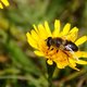 Mistbiene (Schwebfliege) image-89617
