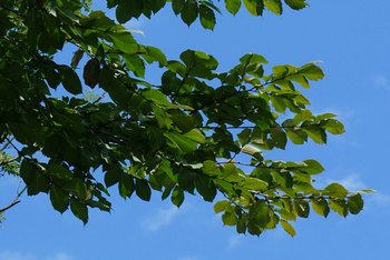 Ulme-a-Blatt