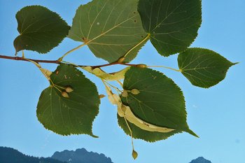 Linde-1-Blatt
