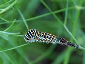 (Raupe (nach Häutung) image-89879
