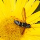Gespinstblattwespe image-89612