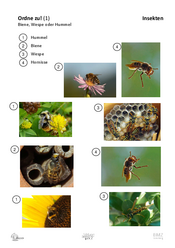 ABL_Insekten_Allgemein_Ordne_zu_1