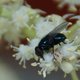 Blaue Schmeißfliege image-89644