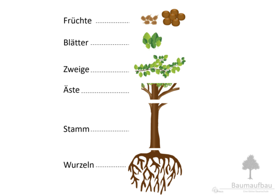 04_Baumaufbau_1