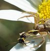 Krabbenspinne image-89825