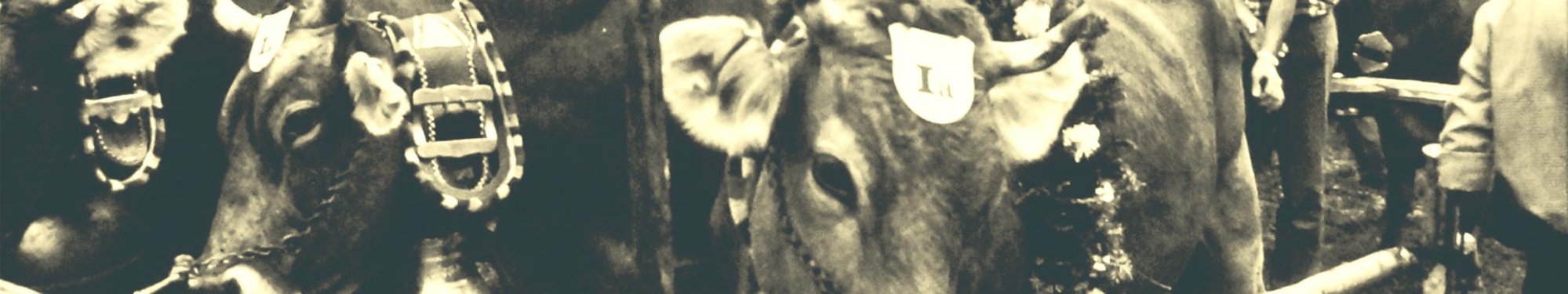 b28f0-Brauchtum-02-Viehausstellung-verg-1920x360