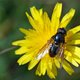 Weißfuß-Erzschwebfliege image-89619