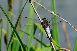 Spitzflecklibelle Spitzflecklibelle