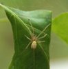 Enoplognatha ovata image-89824
