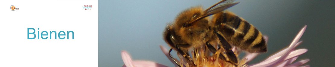 00b_Bienen_Panorama-quer