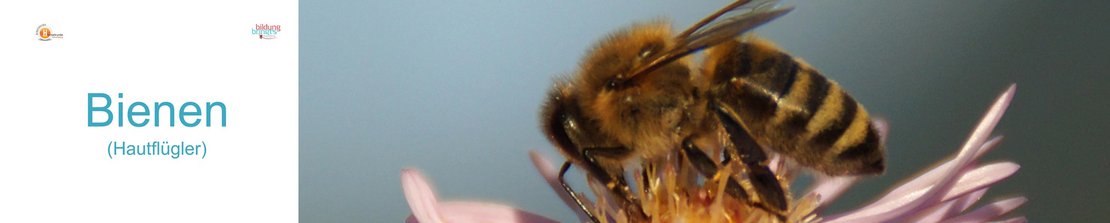 00b_Bienen_Panorama-quer