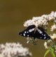 Kleiner Eisvogel image-89719