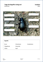 ABL_Insekten_Kaefer_Koerperbau