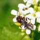 Frühe Wespenbiene image-89584