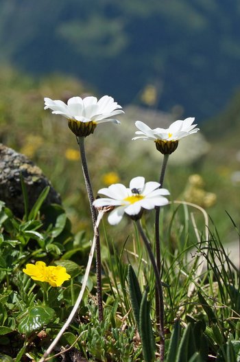 Blumen-Alpenmargeriten-Montafon-Versallspitze-Wiegensee-wg-2019-_22_-webbearb